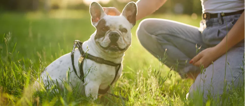 Printemps et animaux : les précautions essentielles pour protéger vos compagnons