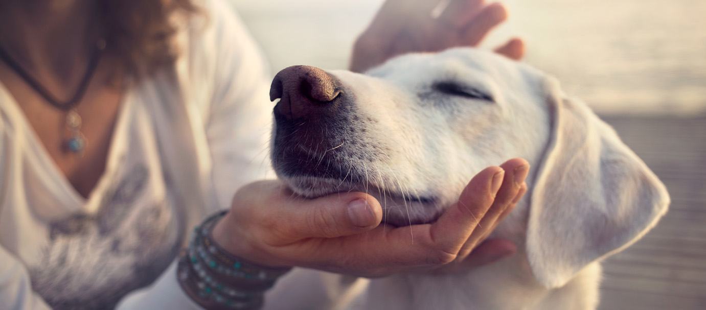 Adopter les bons réflexes pour le bien-être de son compagnon