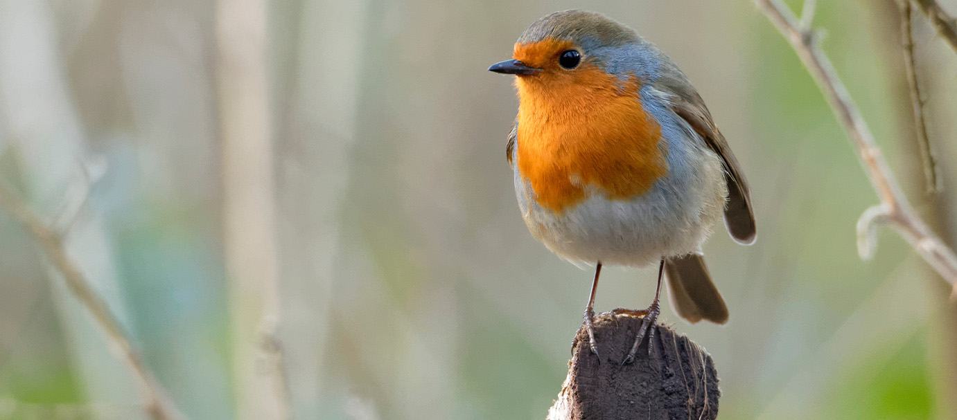 Les oiseaux de la nature : pourquoi et comment les nourrir ?